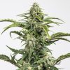 Semillas Feminizadas Dinamed CBD Auto de Dinafem Seeds