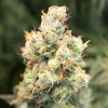 Semillas Feminizadas Dutch Passion Auto Orange Bud