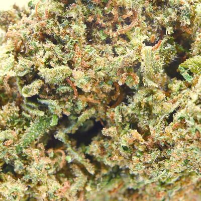 Flores CBD Alchemy Gelato
