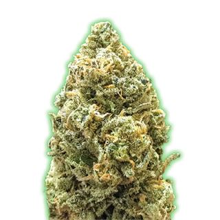 Semillas de Cannabis Monster Gelato Auto