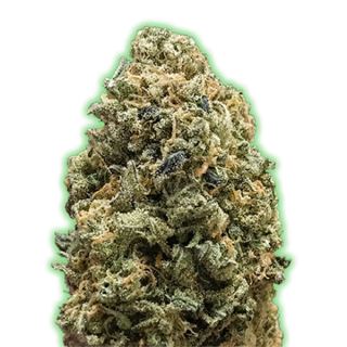 Semillas Feminizadas de Cannabis Monster Bruce Banner
