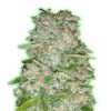 Semillas Feminizadas de Cannabis Monster Gorilla Glue