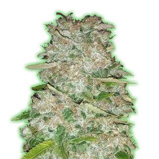 Semillas Feminizadas de Cannabis Monster Gorilla Glue