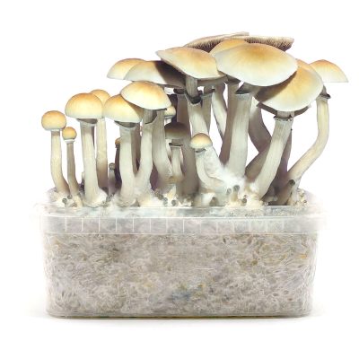 Pan de setas Grow Kit Blue Meannie