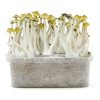 Pan de setas Grow Kit Mexicana