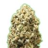 Semillas Feminizadas de Cannabis Monster Pebbles