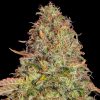 Semilas Feminizadas Zkittlez OG Auto Strain de Barney's Farm