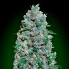 Semillas Feminizadas Auto Afghan Mass XXL de 00 Seeds