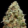 Semillas Feminizadas Afghan Skunk de Advanced Seeds