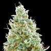 Semillas Feminizadas Amnesia Fast de Advanced Seeds