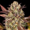 Semillas Feminizadas Amnesia Haze Auto Strain de Barney's Farm