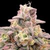 Semillas Feminizadas Animal Zookies de Advanced Seeds