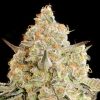 Semillas Feminizadas Apple Fritter de Advanced Seeds
