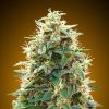 Semillas Feminizadas Auto 00 Cheese de 00 Seeds