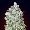 Semillas Feminizadas Auto 00 Kush de 00 Seeds