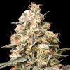 Semillas Feminizadas Auto Apple Fritter de Advanced Seeds