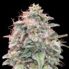 Semillas Feminizadas Auto Banana Cookies de Advanced Seeds