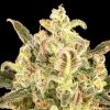 Semillas Feminizadas Auto Biodiesel Mass XXL de Advanced Seeds