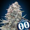 Semillas Feminizadas Auto Blue Dream de 00 Seeds