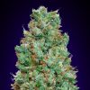 Semillas Feminizadas Auto Blueberry de 00 Seeds