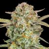 Semillas Feminizadas Auto Bruce Banner XXL de Advanced Seeds