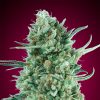Semillas Feminizadas Auto Bubble Gum XXL de 00 Seeds