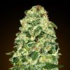 Semillas Feminizadas Auto California Kush de 00 Seeds