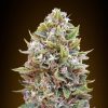 Semillas Feminizadas Auto Cheese Berry de 00 Seeds