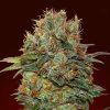 Semillas Feminizadas Auto Chocolate Kush de 00 Seeds