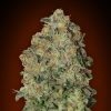 Semillas Feminizadas Auto Chocolate Skunk de 00 Seeds
