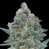 Semillas Feminizadas Auto Critical Lemon CBD de Advanced Seeds