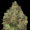 Semillas Feminizadas Auto Critical Soma de Advanced Seeds