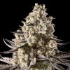 Semillas Feminizadas Auto Fire DOG de Advanced Seeds