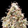 Semillas Feminizadas Auto Forbidden Fruit Cake de Advanced Seeds