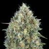 Semillas Feminizadas Auto Gelato #33 de Advanced Seeds