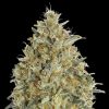 Semillas Feminizadas Auto Gorilla Blue de Advanced Seeds