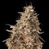 Semillas Feminizadas Auto Mimosa Punch de Advanced Seeds