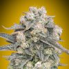 Semillas Feminizadas Auto Mimosa de 00 Seeds