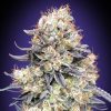 Semillas Feminizadas Auto Purple Punch de 00 Seeds