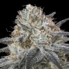 Semillas Feminizadas Auto Slurricane de Advanced Seeds