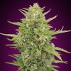 Semillas Feminizadas Auto Super Skunk de 00 Seeds