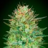 Semillas Feminizadas Auto Sweet Critical de 00 Seeds