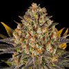 Semillas Feminizadas Banana Punch Strain de Barney’s Farm