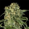 Semillas Feminizadas Big Kush de Dinafem Seeds