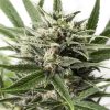 Semillas Feminizadas Blue Amnesia XXL Auto de Dinafem Seeds