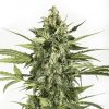 Semillas Feminizadas Blue Cheese Auto de Dinafem Seeds