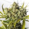 Semillas Feminizadas Blue Critical Auto de Dinafem Seeds