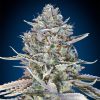 Semillas Feminizadas Blue Dream Fast de 00 Seeds