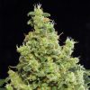 Semillas Feminizadas Blue Hash de Dinafem Seeds