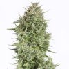 Semillas Feminizadas Blue Kush Auto de Dinafem Seeds